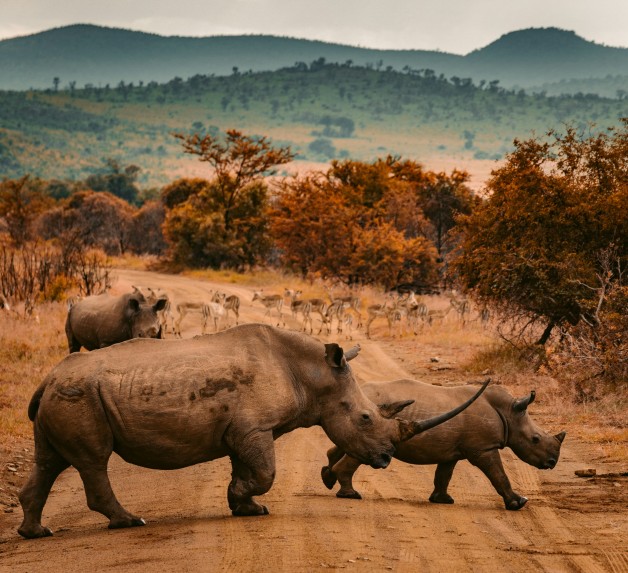 Rhinos crossing the road in the savana