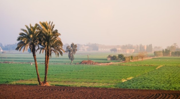 Egypt agri